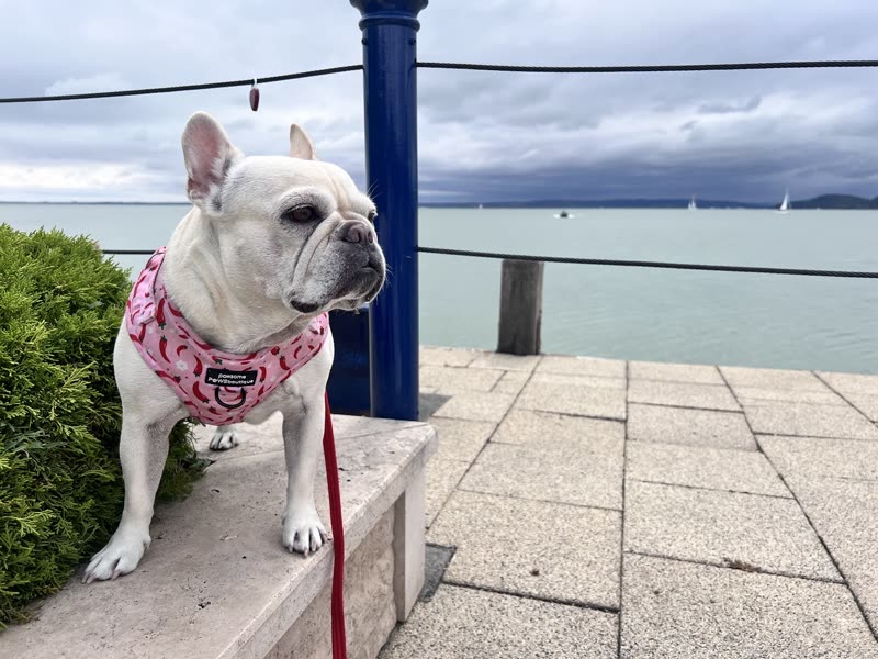 A white French bulldog in a pink harness sitting on a wall by the water