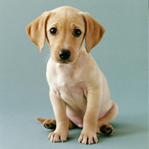 A puppy sitting calmly, central on a pastel backdrop