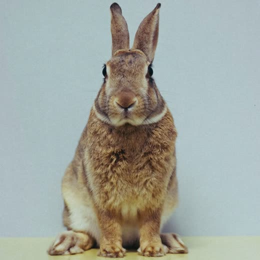 A rabbit sitting upright on a pastel backdrop